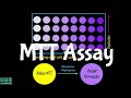 Mtt assay  cell viability assay  cell toxicity assay 