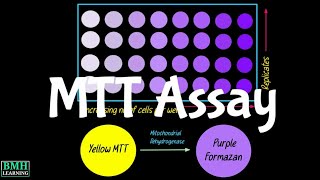 Mtt Assay Cell Viability Assay Cell Toxicity Assay 