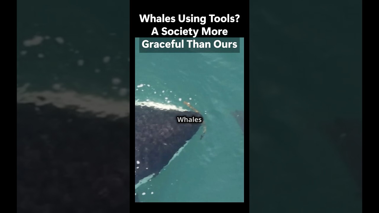 Whales Using Tools?A Society MoreGraceful Than Ours. 