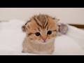 Loco, the kitten who is always the first to wake up and greet its owner, is adorable.