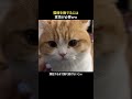 猫様を撫でるには覚悟が必要ｗw