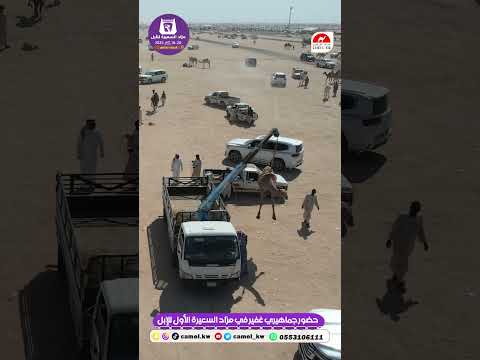 الرسالة 24 حضور جماهيري غفير في مزاد السعيرة الأول للإبل
