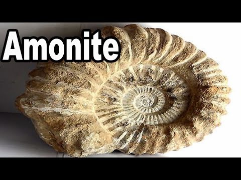 Video: ¿Qué edad tienen los fósiles de nautilus?