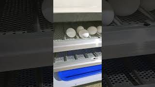 200 Egg Incubator besteggincubator eggincubator hatchery poultry chicks poultryfarm dyi