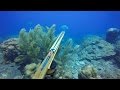 Reef Spearfishing 2016. Dog Snappers & Grouper