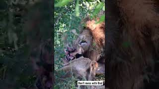 Cub gets lesson from Male Lion