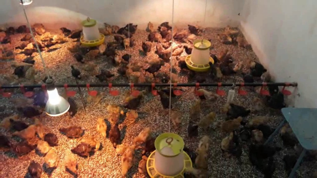 🇺🇦Выращивание цыплят кросса доминант!