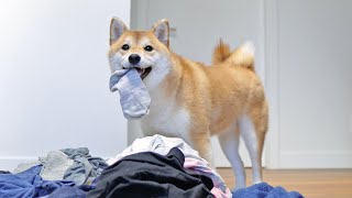 Shiba Inu Helping Fold Laundry