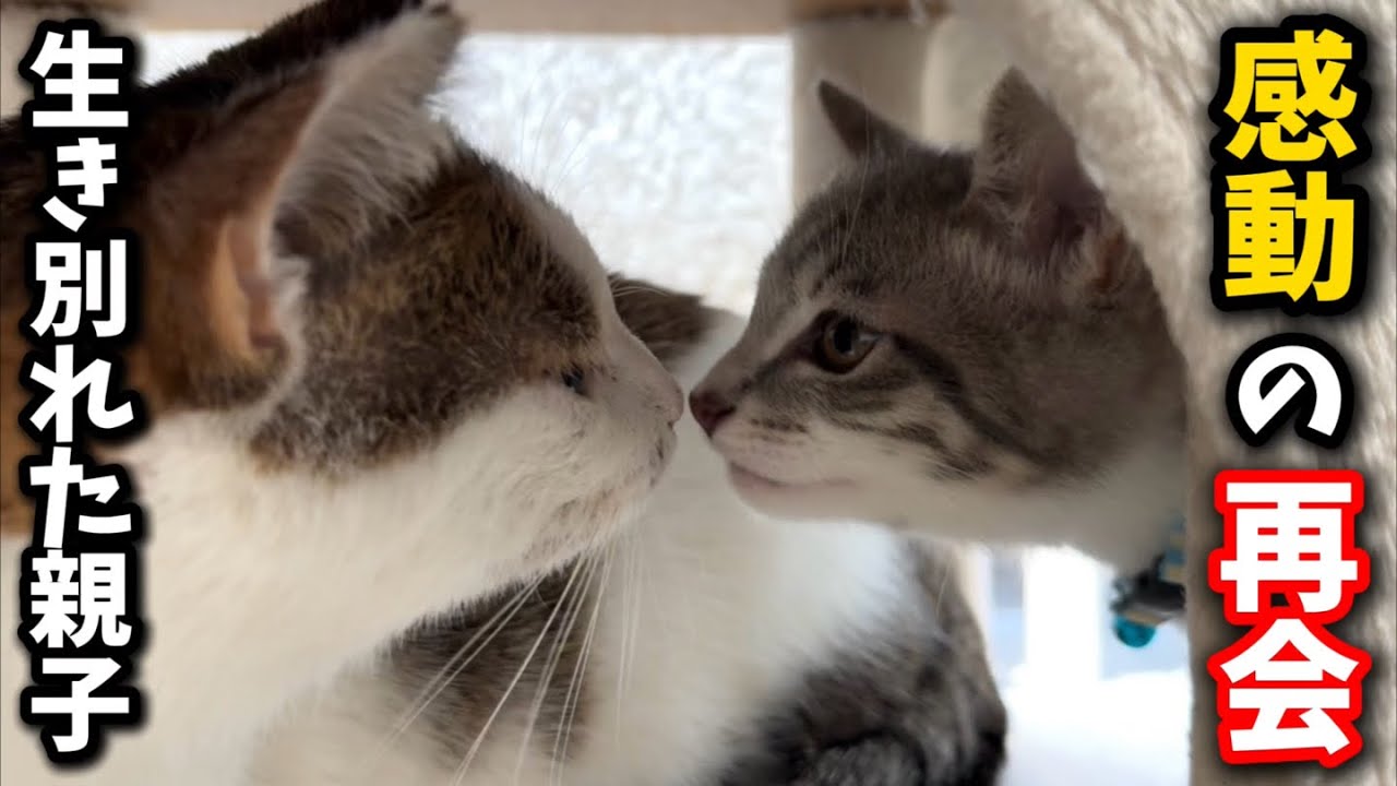 A long-lost mother and kitten are reunited after a long time - YouTube