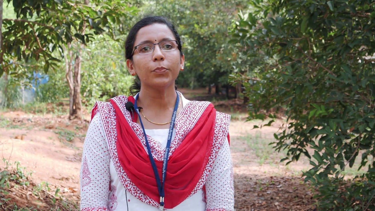 കാച്ചിൽ കൃഷി Yam cultivation