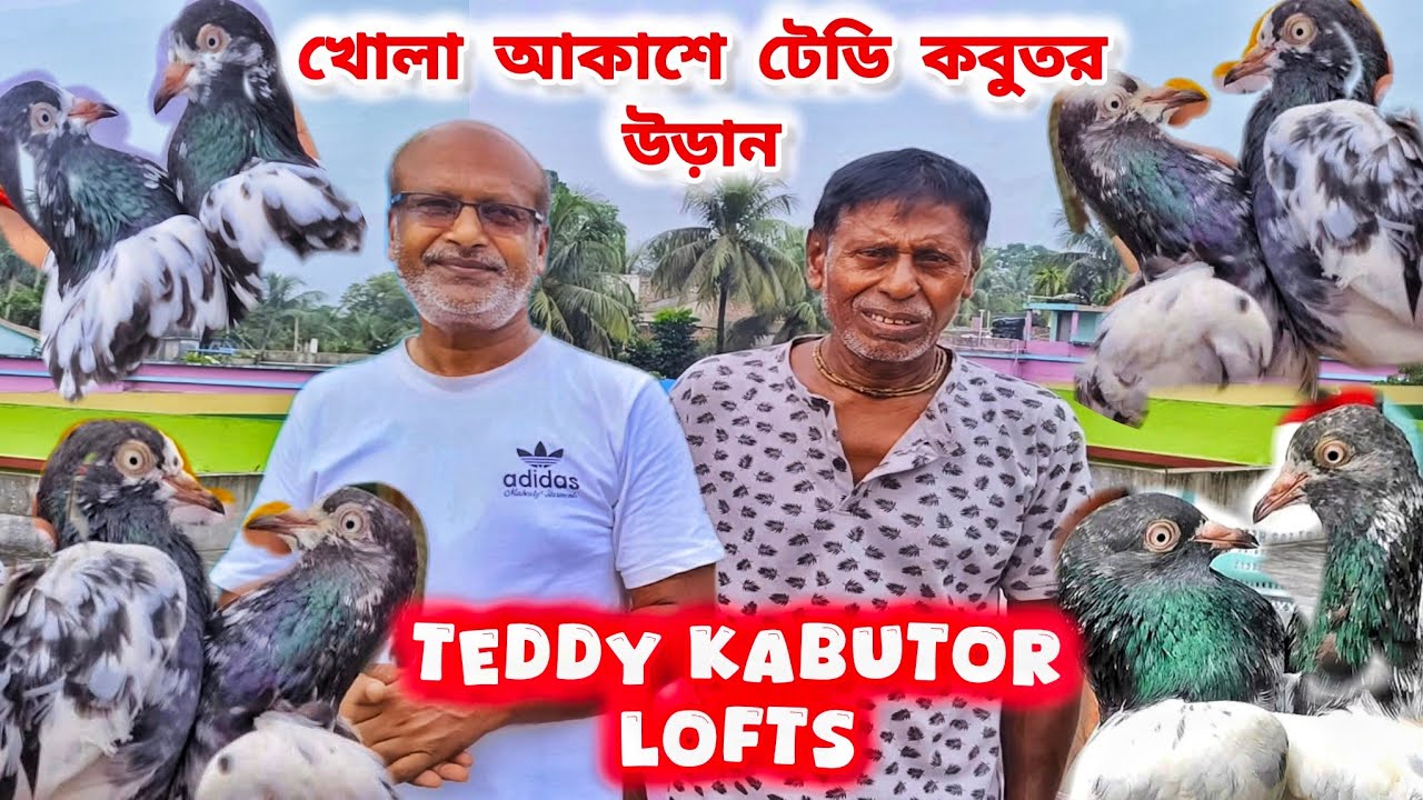 টেডি পায়রার আকাশ দখল।TEDDY PAIRAR LOFTS FROM  GUMA।পায়রার উড়ান দেখে অবাক।@pigeonsloverrj9600
