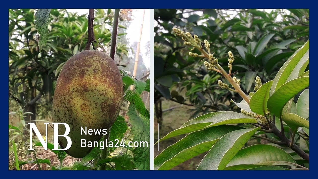 বারোমাসি আমবাগান করে স্বাবলম্বী | Baromasi Mango Garden - YouTube