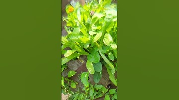 Birdsong & Sunshine after the rain in my #SoilCentricVerticalGarden #garden #asmr