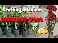 Grafting Adenium Merah Tua || Dark Red Adenium Grafting