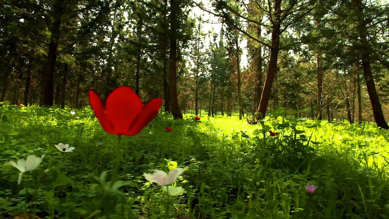 Watch Musical Spa - Paradise Found - Solo Piano Music Collection 2 - Relaxation Music on YouTube Watch Musical Spa - Paradise Found - Solo Piano Music Collection 2 - Relaxation Music on YouTube
