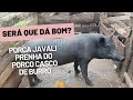 PORCA JAVALI PRENHA DO PORCO CASCO DE BURRO SERA QUE VAI DAR BOM.?