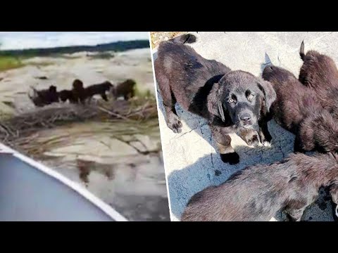 7 Puppies Rescued from Remote Island During 'Operation Gilligan's Island'