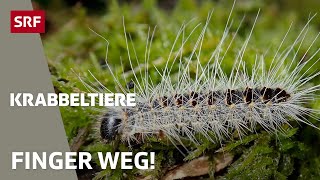 Eichenprozessionsspinner und Ölkäfer: Die giftigsten Insekten der Schweiz | Krabbeltiere | SRF