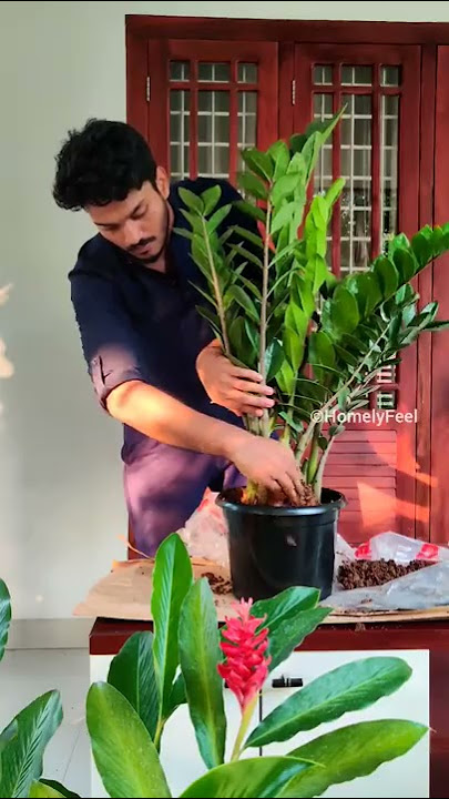 Giant ZZ Plant Repotting 🌿#shorts #homelyfeel #zzplant #plantcare #plants