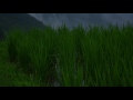 【自然の音】カエルの鳴き声2