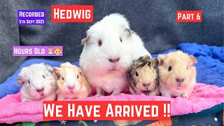 💖 Hedwig’s Guinea Pig Babies Are Here! | 4 Tiny New Arrivals