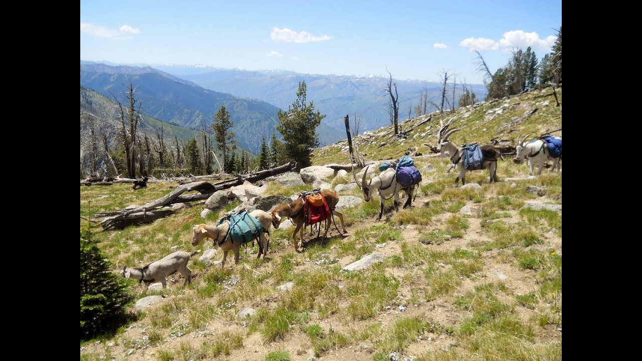Pack Goat Trip: Frank Church Wilderness - June 2016