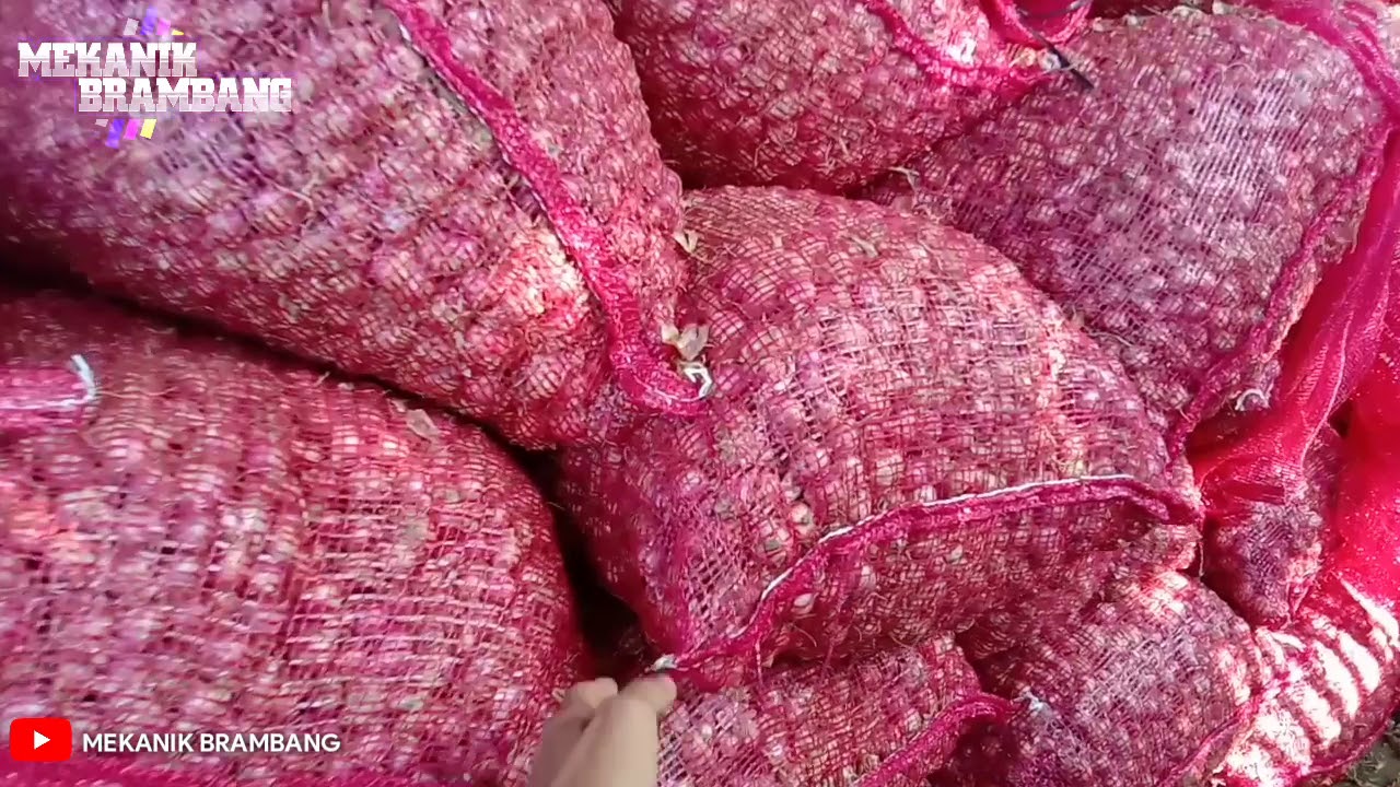 Cara menimbun bawang merah dengan mudah dan praktis