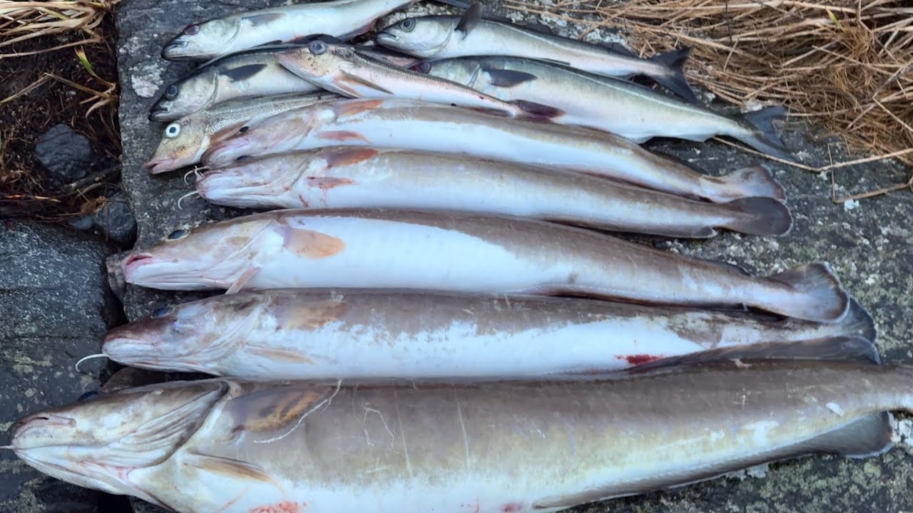 Вот где вся рыба! КОСЯКИ… Ноябрьская рыбалка с лодки в Норвегии