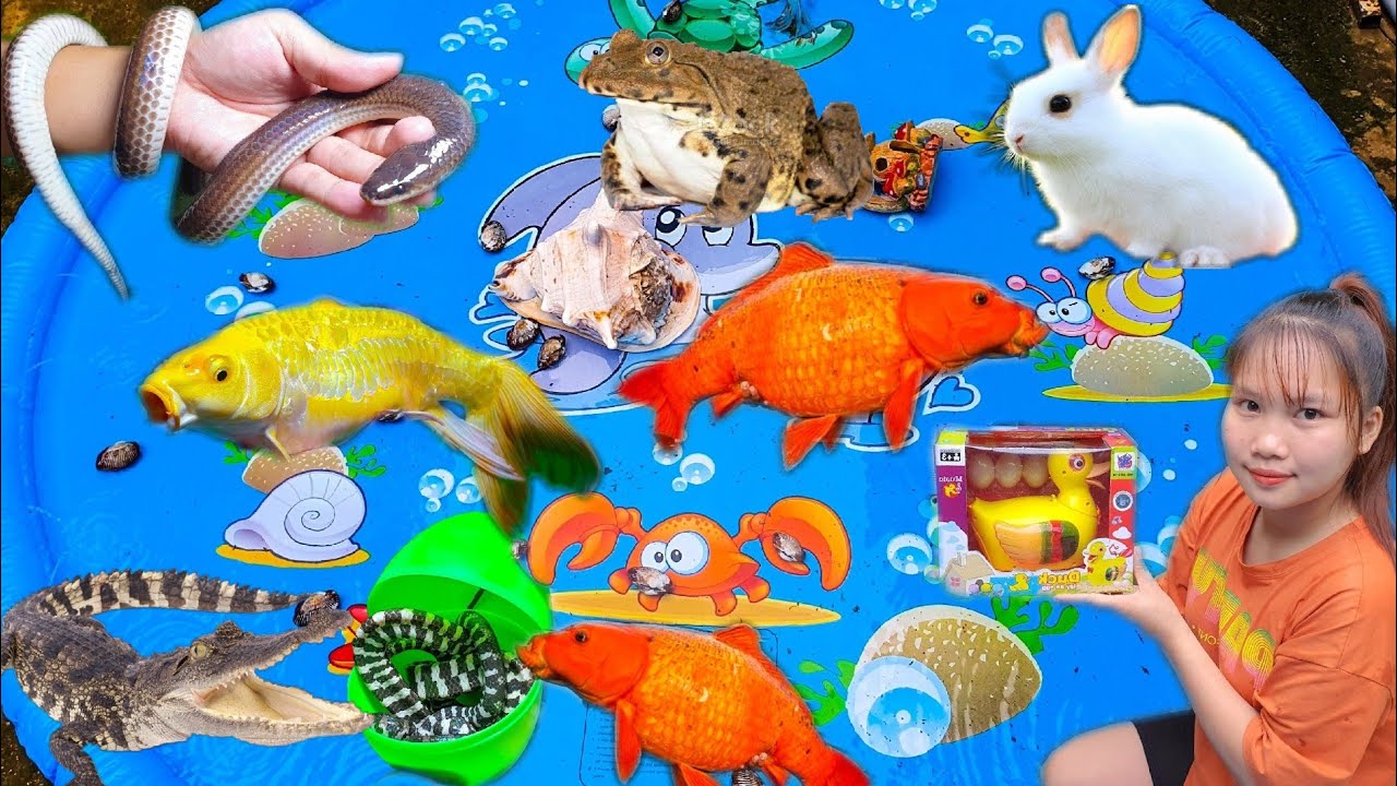 Thỏ Vlog Bắt Cá Sấu Tinh Nghịch Đang Ẩn Nấp Dưới Ao Cá, Mở Trứng Khủng Long Cùng Chị Thỏ
