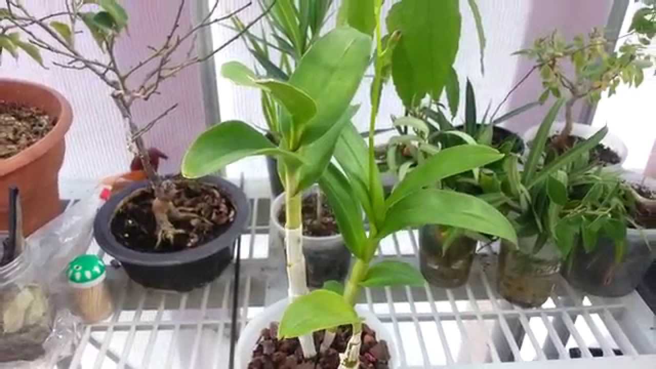 Dendrobium Orchid In Spike 
