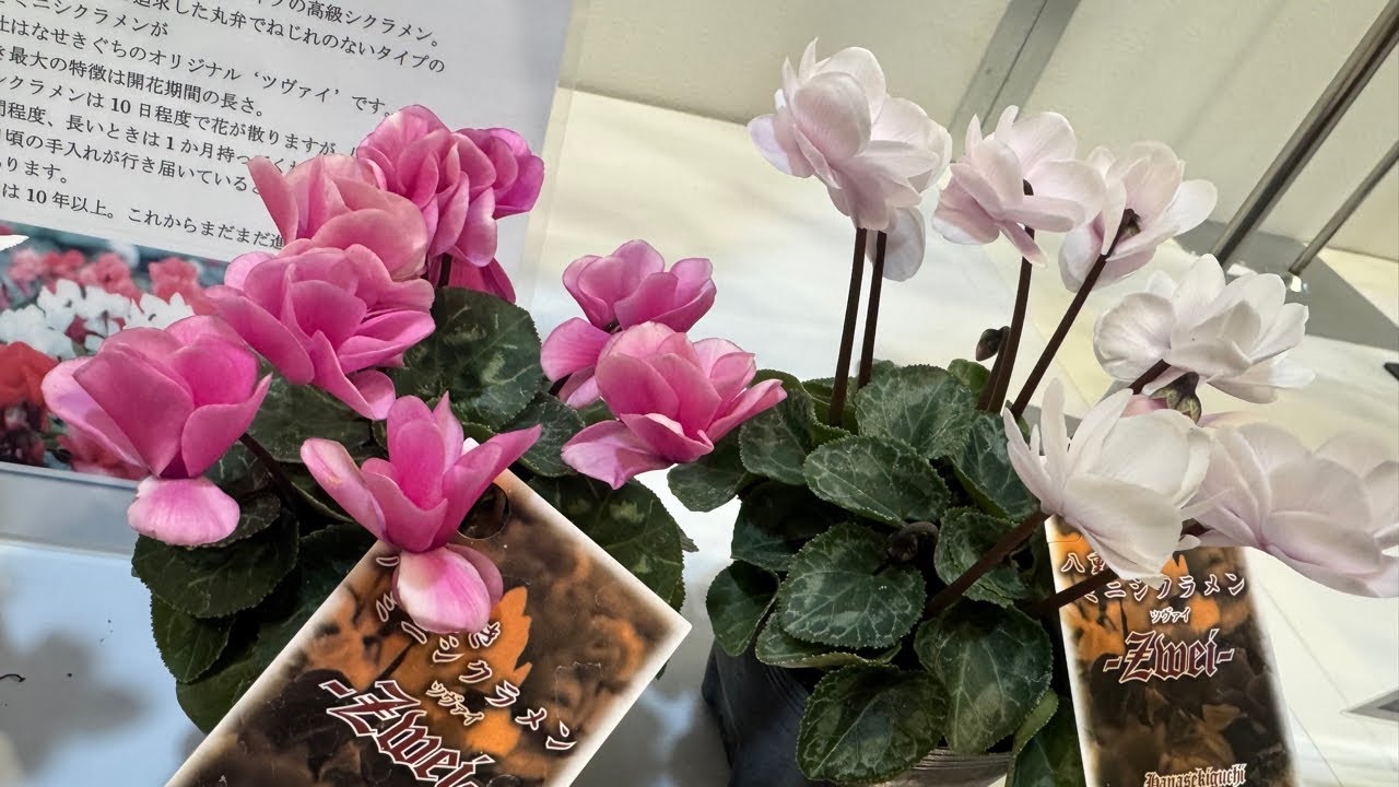 京都園芸見本市はなせきぐちさんとシクラメン【ツヴァイ】について2025