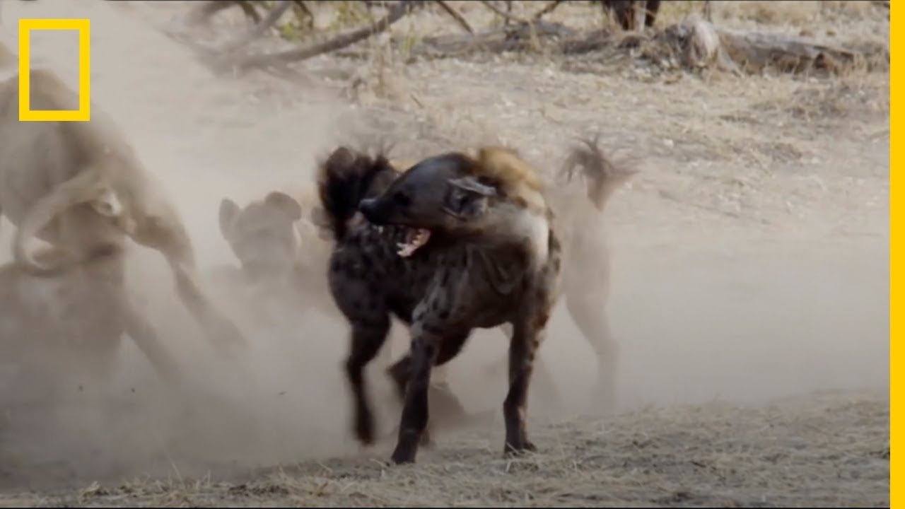 Enemigos ETERNOS: Hienas vs. Leones | National Geographic en Español -  YouTube