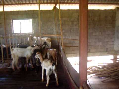 organic goat farm at tarna, mangaon, raiagd, maharashtra