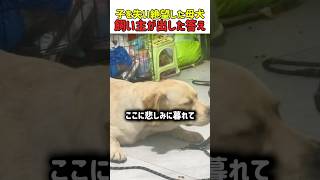 【涙】「お願い、戻ってきて」愛する我が子を失った母犬。絶望の淵で出会った新しい小さな命の奇跡　#いぬ #犬 #犬動画 #犬の絆 #感動 #母犬 #子犬  #母性 #命の尊厳 #動物の愛 #shorts