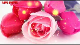 Flowers Status Red Flower Status All Colours Flowers Status Love Videos And Status