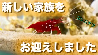 可愛いすぎる・・・新しい家族を3匹お迎えしました【熱帯魚水槽】