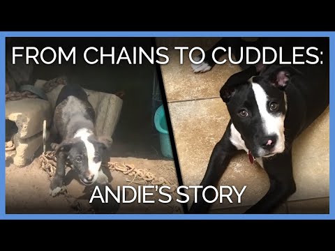 From Heavy Chains to Couch Cuddles: Andie’s Journey