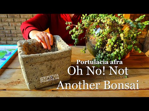 Planting Portulacaria Afra in Hypertufa - Pruning It Into A Bonsai (Amateur Style)