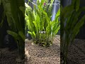 5 Top 5 Easy Plants for a Thriving Beginner Aquarium 🌿