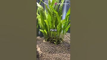 Thumbnail of 5 Best Plants for Beginner Aquariums