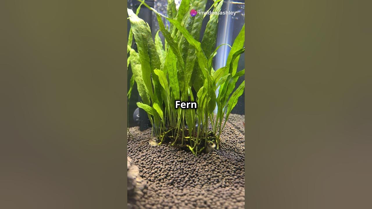 5 Best Plants for Beginner Aquariums 5 Best Plants for Beginner Aquariums