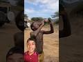 Chaba Drinking Beer Africa Wildlife Youtubeshorts Chaba Drinking Beer Africa Wildlife Youtubeshorts