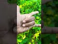 Snails 🐌 #animals #monkey #insects #dogs #fish #snail #puppy #shortvideo #viral #shorts