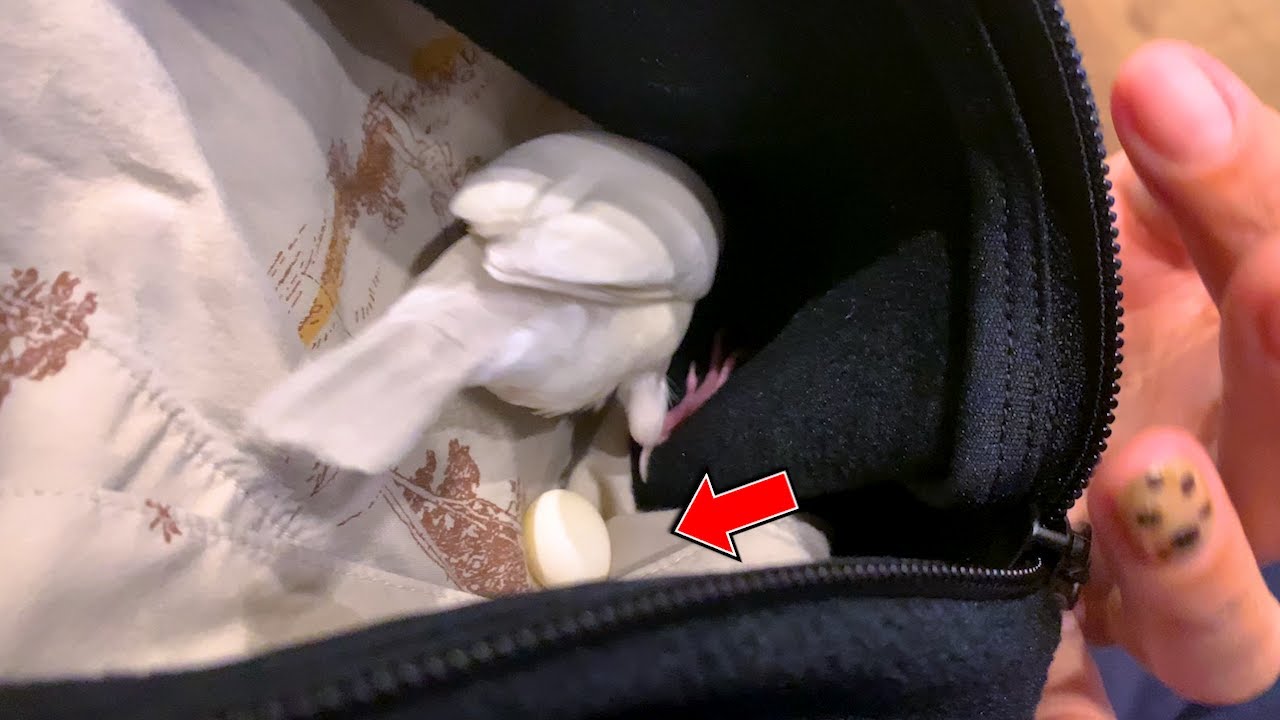 2024年の元旦から文鳥♀が大変なことになりました...