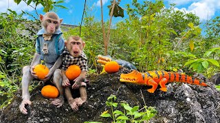 Naughty crocodile steals oranges from baby monkey Bim Bim's family