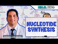 Metabolism | Nucleotide Synthesis | Purine & Pyrimidine Synthesis