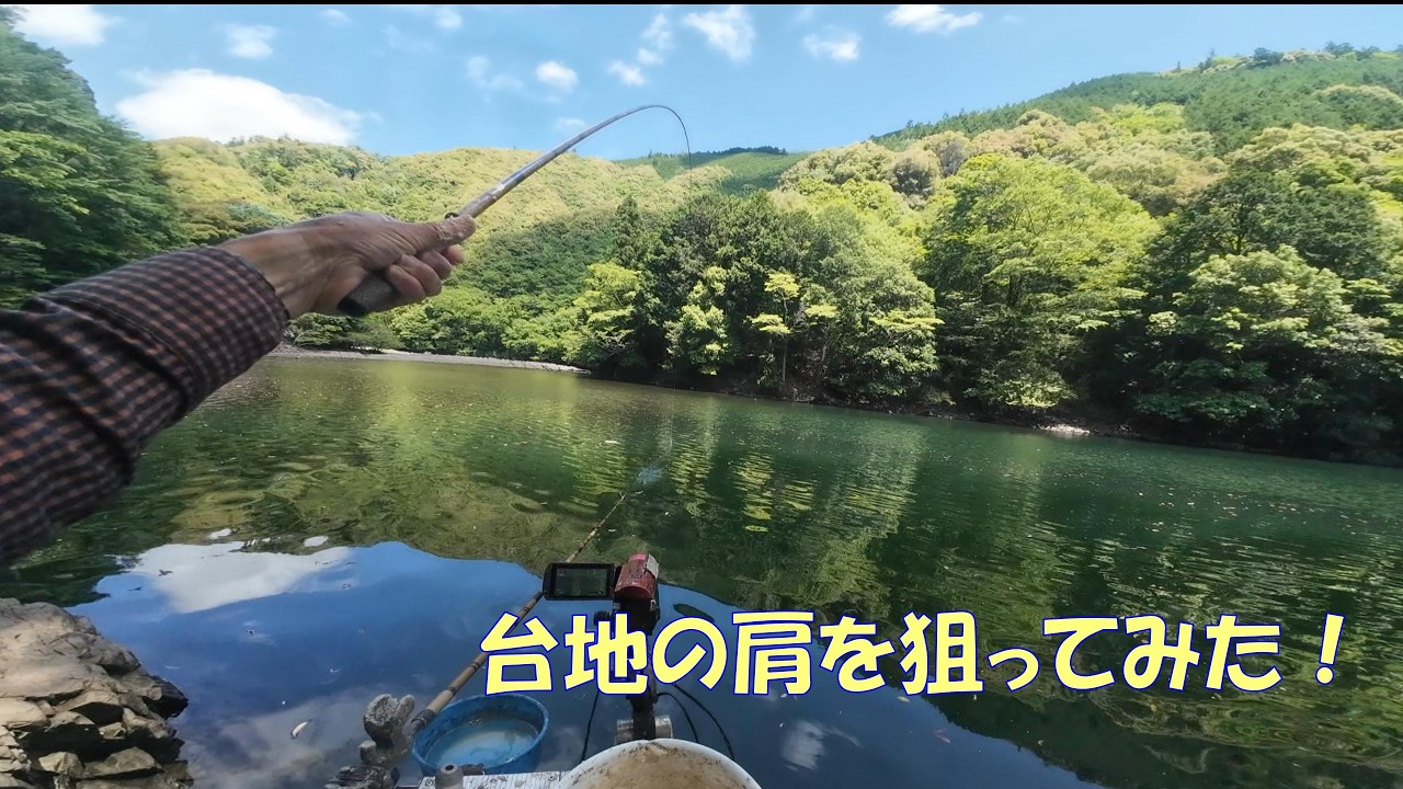 へら鮒　剥製　約45センチ A 45cm fish after two years! I miraculously caught one! [Nanairo