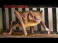 خفاش مصاص الدماء معلومات اكسبلور animals الغابة ترند خفاش خفافيش bat bats vampire fyp mp3