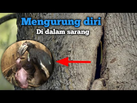 Video: Bilakah enggang tidur?