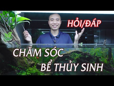 Q&A: Water change and how to take care of your aquarium